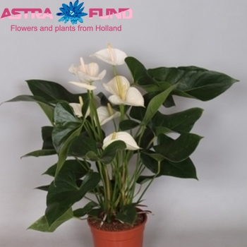 Anthurium Andreanum Grp overig wit fotografija