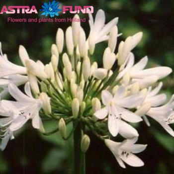 Agapanthus 'Stephanie Charm' foto