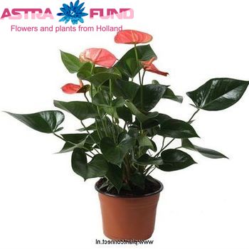 Anthurium overig kleurbehandeld blauw 19% foto