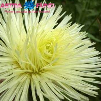 Aster per bos overig fotó