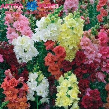 Antirrhinum majus overig φωτογραφία