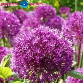 Allium atropurpureum 'Bolero' photo