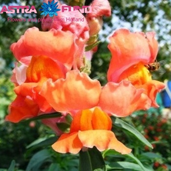 Antirrhinum majus overig geel foto