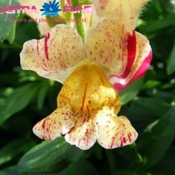 Antirrhinum majus overig roze foto