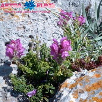 Antirrhinum majus overig wit foto
