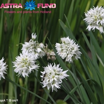 Allium nutans zdjęcie