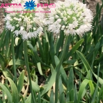 Allium overig wit zdjęcie