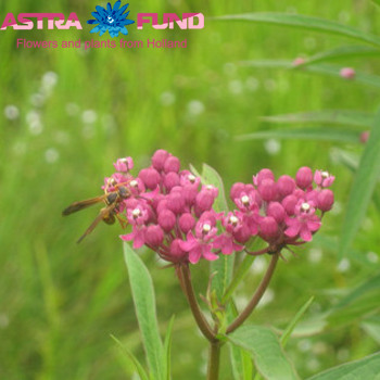 Asclepias incarnata (wit) Foto
