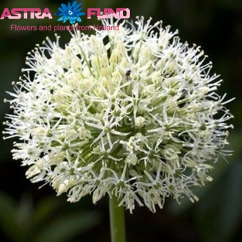 Allium (decoratie) sativum ssp. ophioscorodon zdjęcie