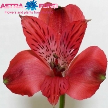 Alstroemeria Antilla photo
