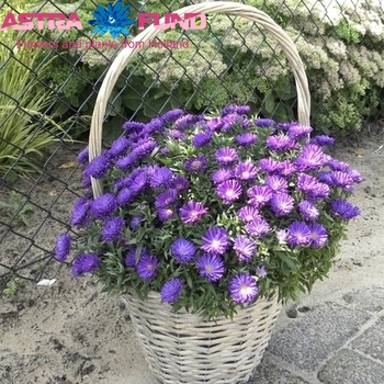 Aster overig fotó