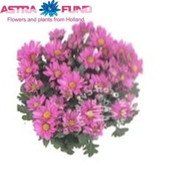 Aster overig roze fotó
