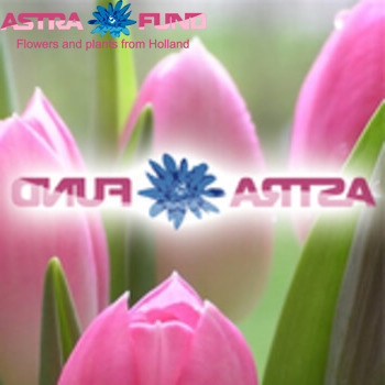 Aster overig wit fotó