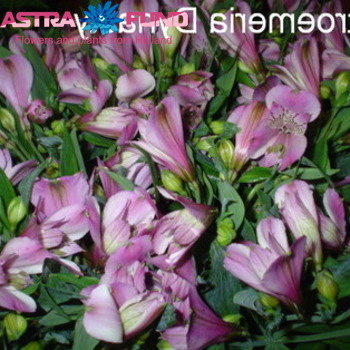 Alstroemeria Dynasty fotografie