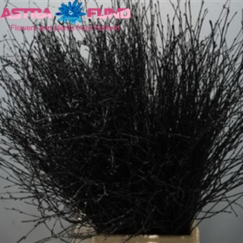 Betula kleurbehandeld 19% fotó