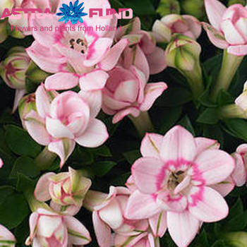 Bouvardia enkelbloemig Royal gemengd photo
