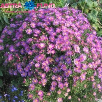 Aster overig blauw fotó