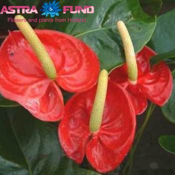 Anthurium Andreanum Grp 'Acropolis' kleurbehandeld 4 kleuren gemengd in doos 19% photo