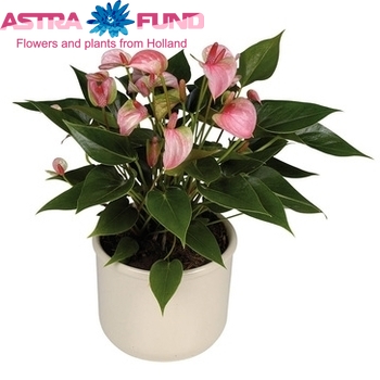 Anthurium Andreanum Grp 'Acropolis' kleurbehandeld French Flag 19% photo