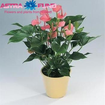 Anthurium Andreanum Grp 'Acropolis' kleurbehandeld geel 19% photo