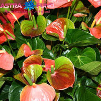 Anthurium Andreanum Grp 'Acropolis' kleurbehandeld German Flag 19% photo