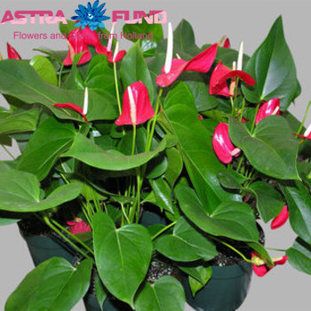 Anthurium Andreanum Grp 'Acropolis' kleurbehandeld Italian Flag 19% photo
