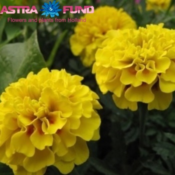 Tagetes overig photo