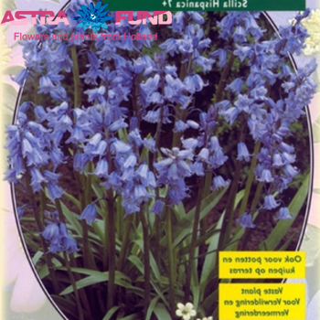 Campanula per bos overig blauw fotografie