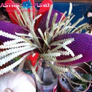 Banksia overig grootbloemig fotó