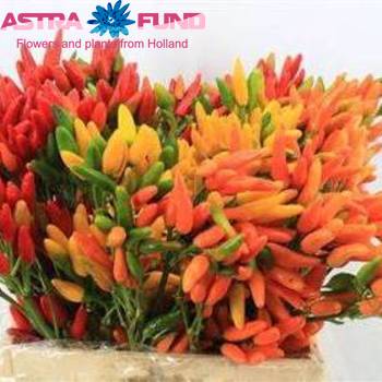 Capsicum annuus per bos gemengd fotografie