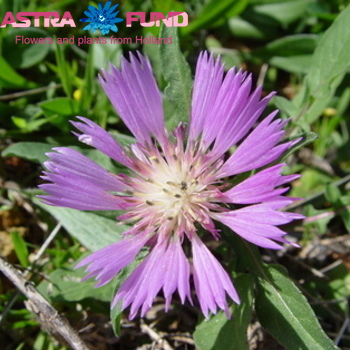 Centaurea overig roze photo