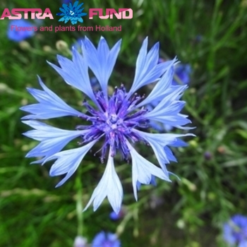 Centaurea overig wit photo