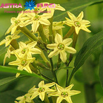 Cestrum overig geel photo