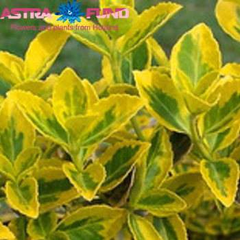 Euonymus overig foto