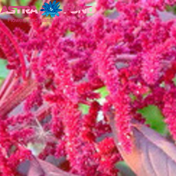 Amaranthus overig fotografie