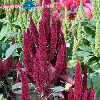 Amaranthus overig rood φωτογραφία