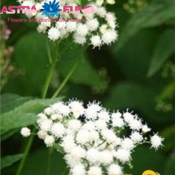 Eupatorium overig wit photo