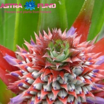 Ananas overig photo