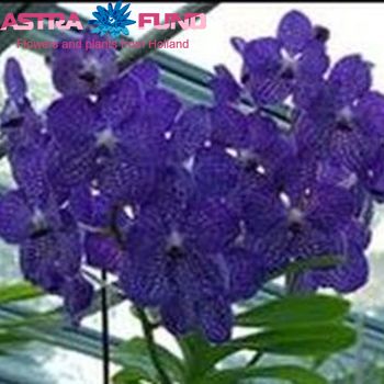 Vanda overig foto