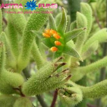 Anigozanthos overig groen foto
