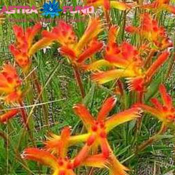 Anigozanthos overig oranje foto