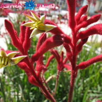 Anigozanthos overig rood fotografie