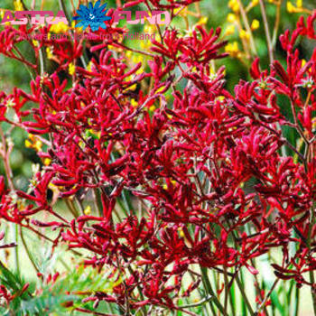 Anigozanthos overig rood/geel fotografie