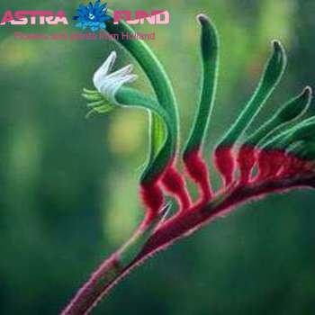 Anigozanthos overig rood/groen fotografie