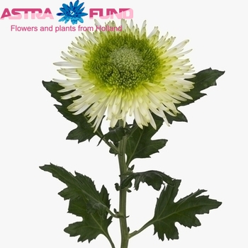 Chrysanthemum geplozen kas overig Foto