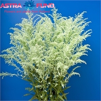Solidago kleurbehandeld licht groen 19% fotografie