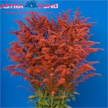 Solidago kleurbehandeld rood 19% fotografie