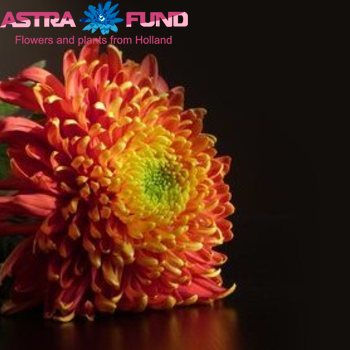 Chrysanthemum geplozen kas overig rood Foto