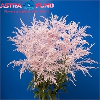 Solidago kleurbehandeld zalm 19% fotografie