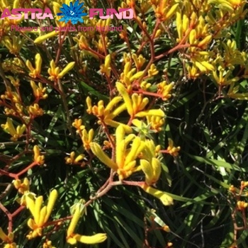 Anigozanthos overig geel foto